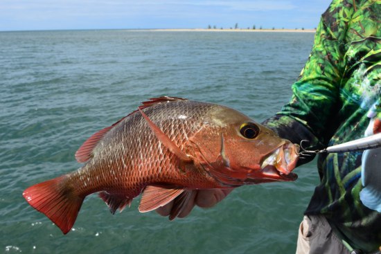 Support for changes to reef fish regs in NT